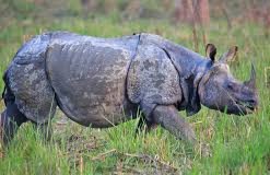 मनहरीमा गैंडाको आक्रमणबाट एक घाईते