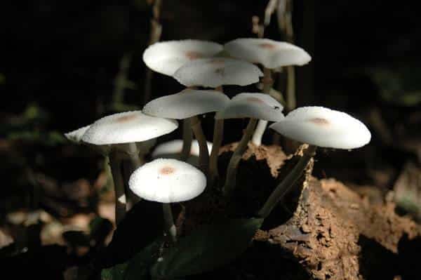 सिन्धुलीको तीनपाटनमा जंगली च्याउ खाँदा पाँच जना बिरामी