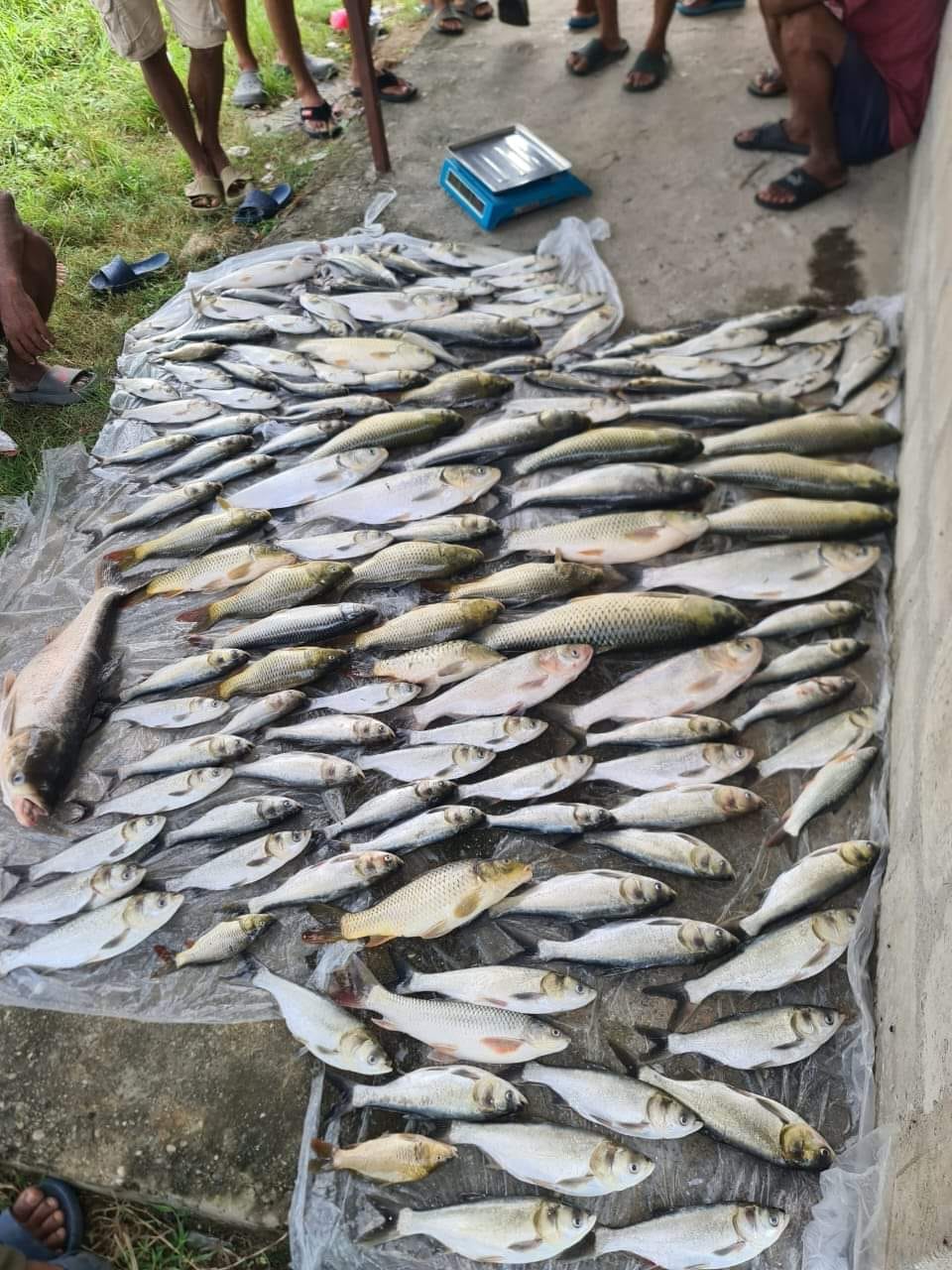 माझगाउँमा पोखरीको माछा मर्दा डेढलाखको क्षति