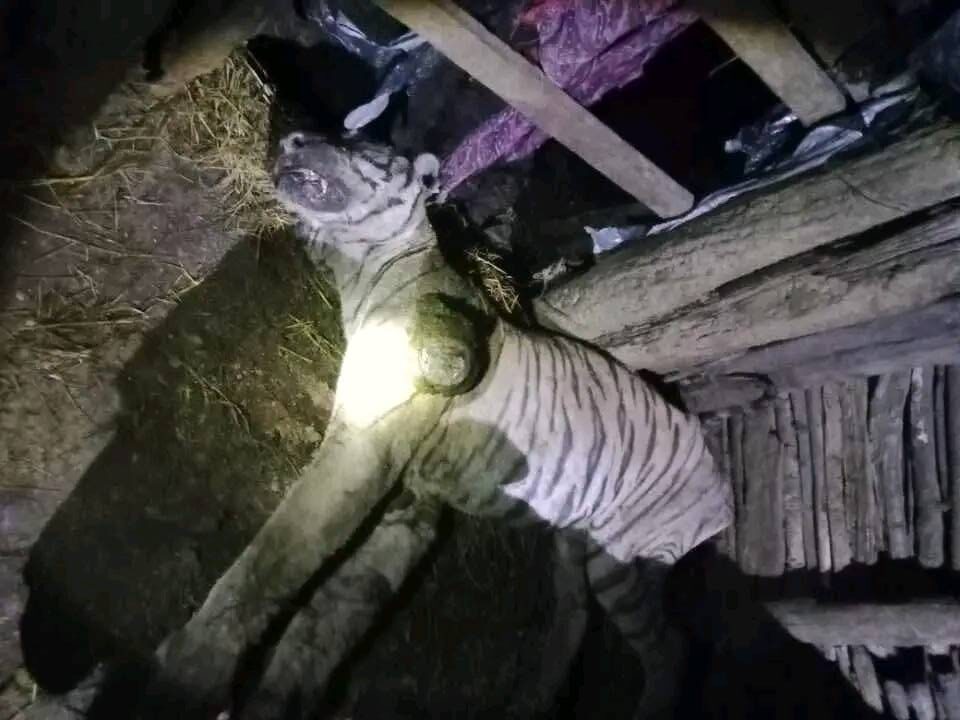 मकवानपुरको मनहरीमा भैसी गोठमा बाघ मृत फेला