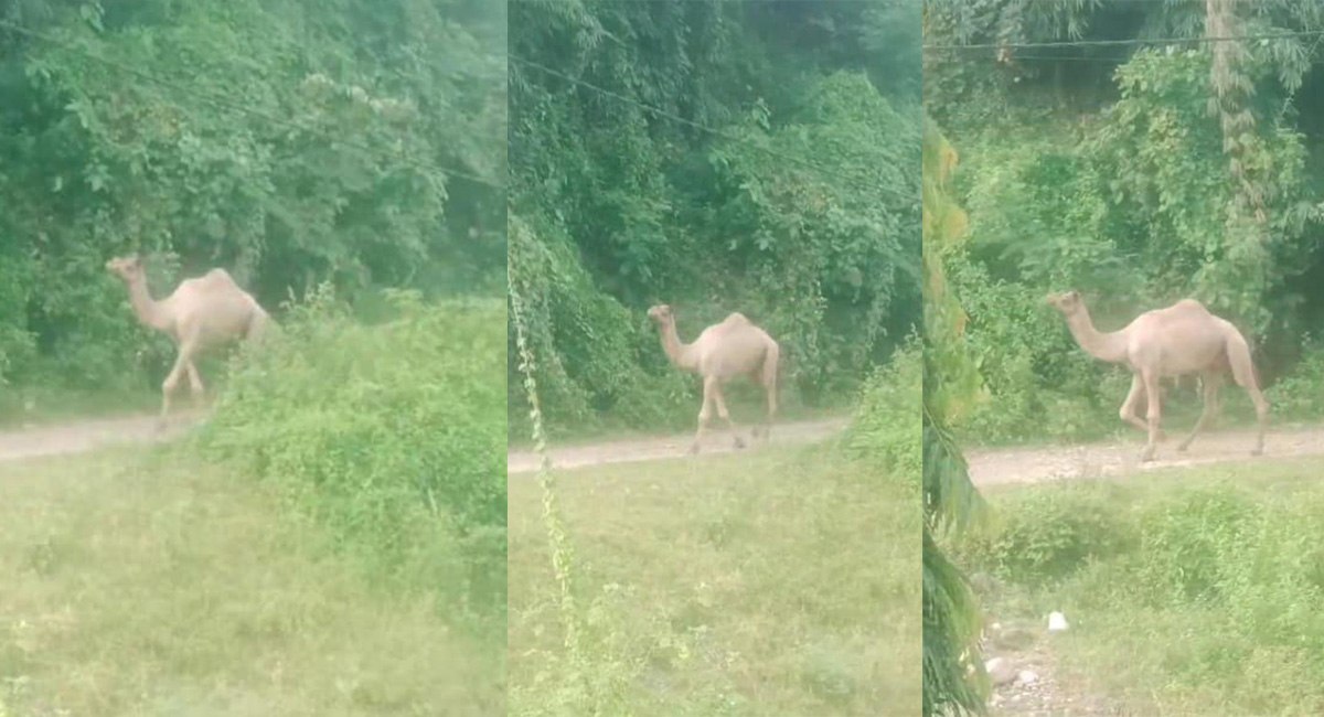 हरिहरपुरगढीको भिमानमा उँट फेला पर्यो