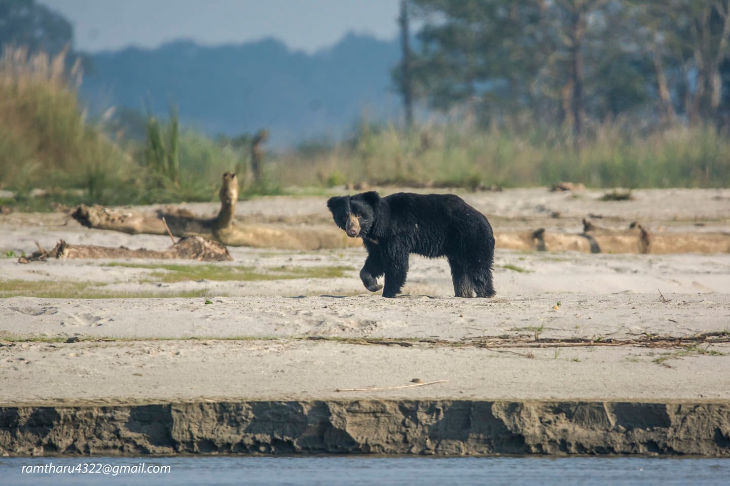 सिन्धुलीको मरिणमा भालुको आक्रमणबाट एकको मृत्यु