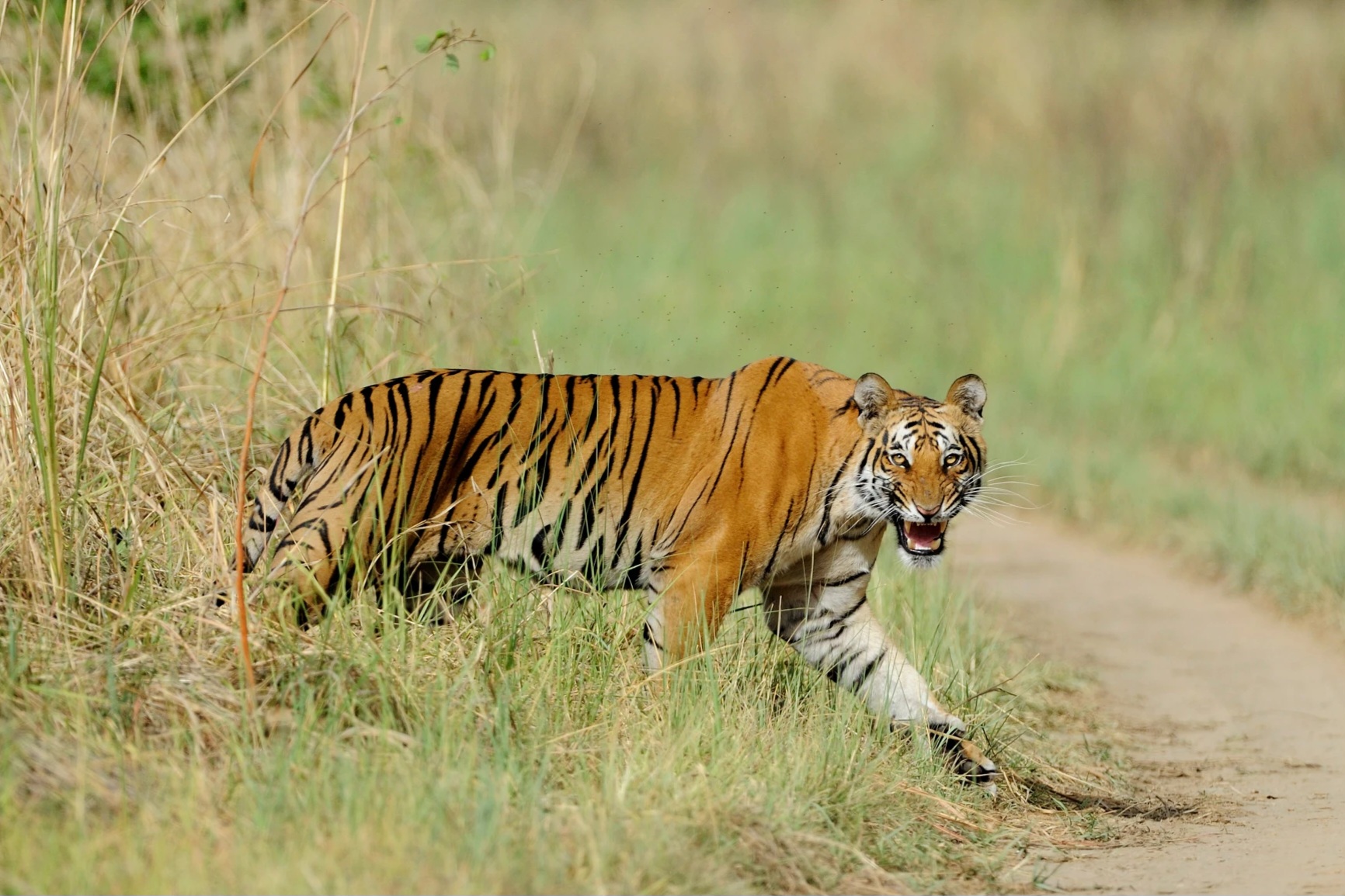 मकवानपुरको मनहरीमा बाघको आक्रमणबाट वृद्ध महिलाको मृत्यु