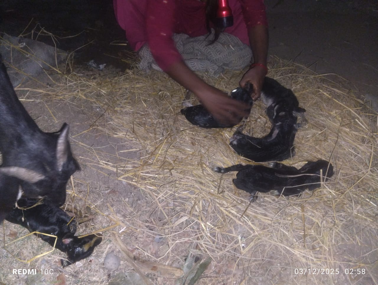 हरिहरपुरगढीमा एउटा बाखाले ५ वटा पाठा पाठी जन्मायो