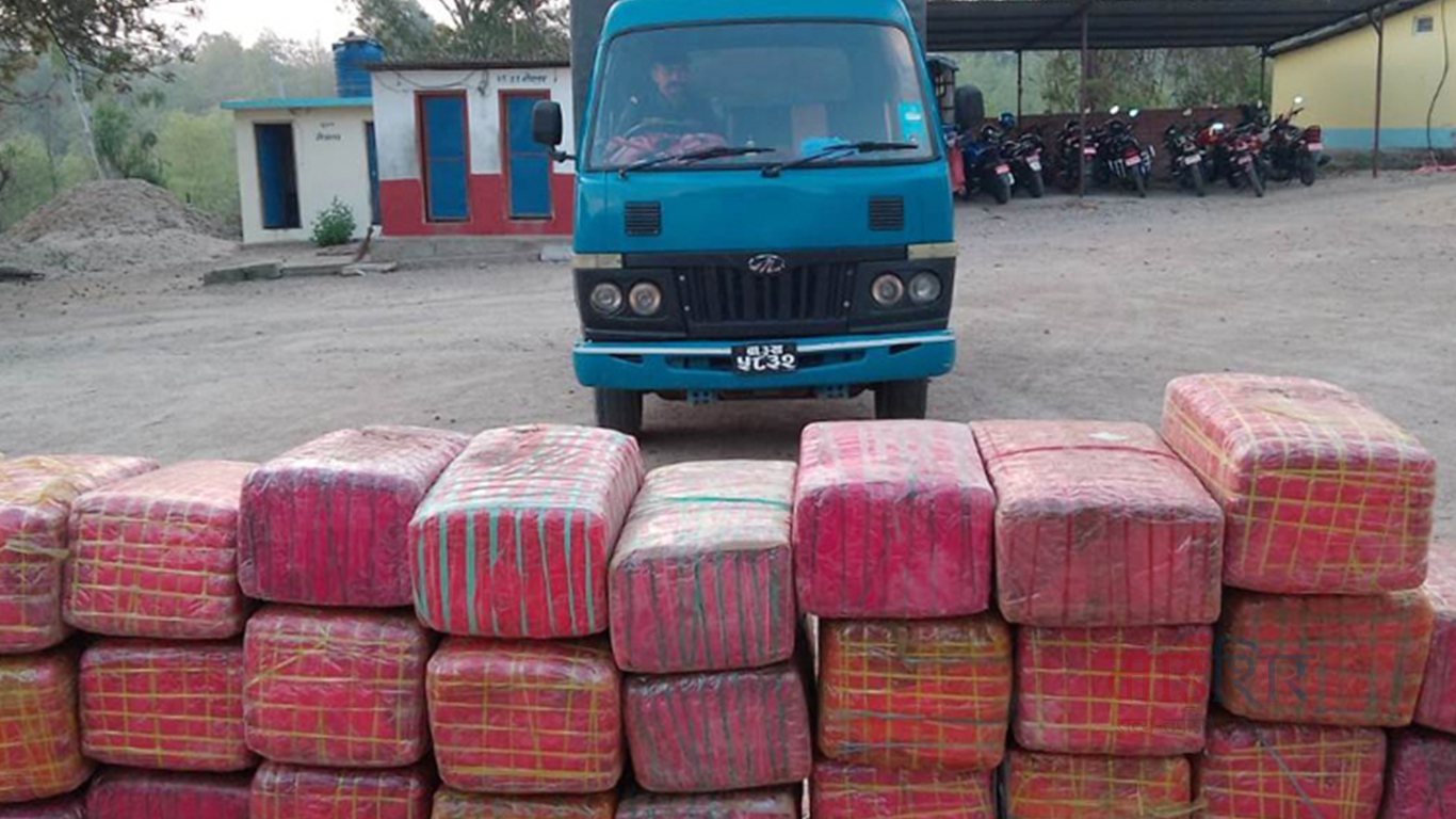 महोत्तरी ५४७ किलो गाँजा बोकेको ट्रक नियन्त्रणमा